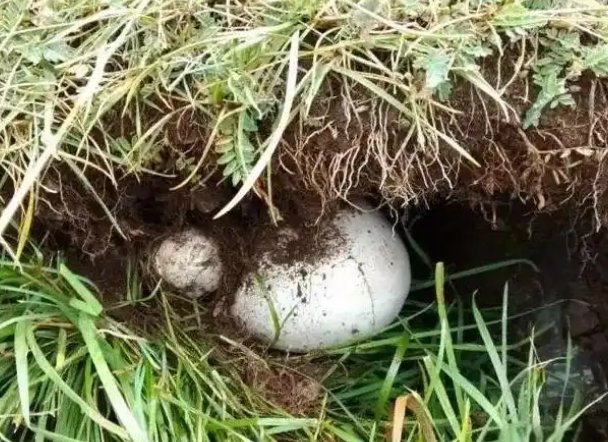 蘑菇文化及盛宴